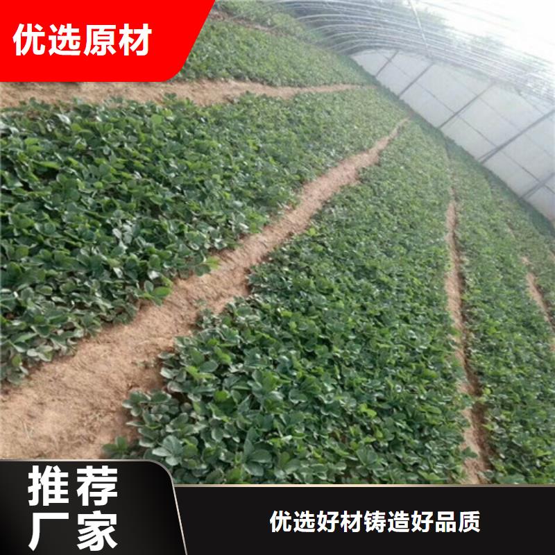 草莓苗果树苗批发基地一站式采购匠心打造