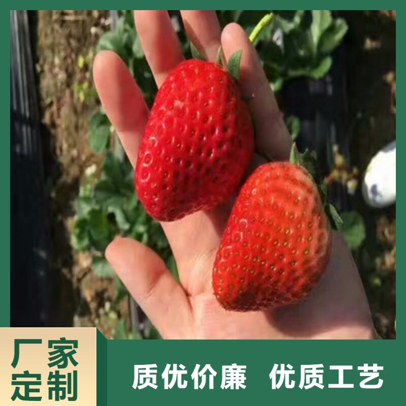 草莓苗大棚草莓苗就近发货品牌专营