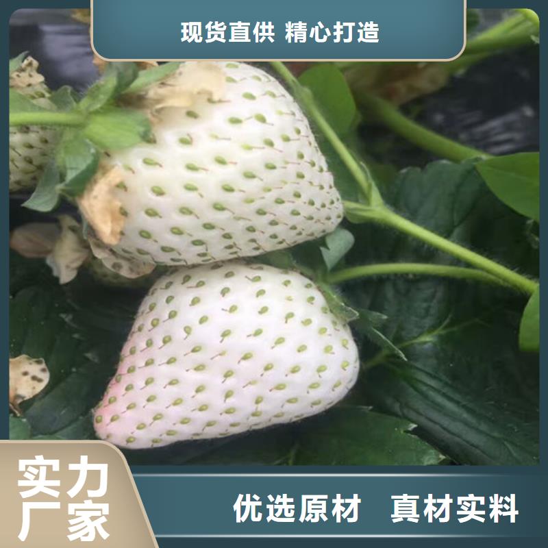 【草莓苗】草莓苗价格实拍展现量少也做