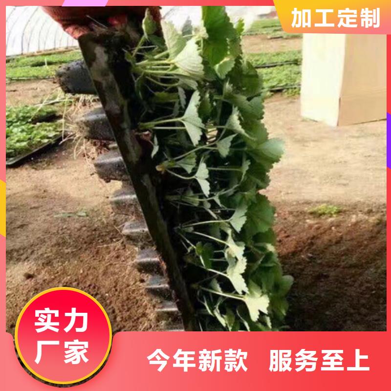 【草莓苗】梨树苗基地价格有优势货品齐全