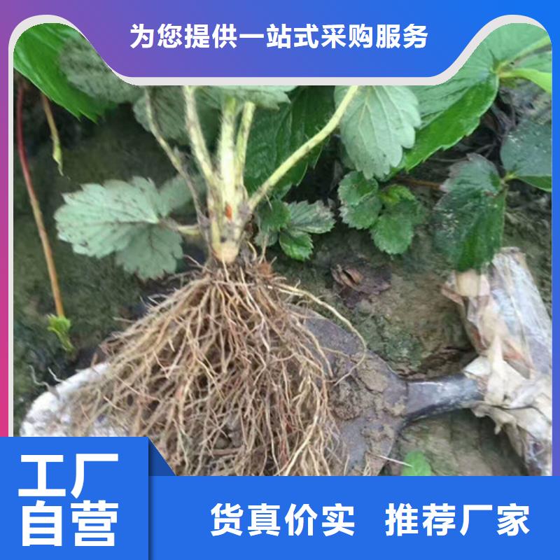 草莓苗葡萄苗免费寄样源厂定制