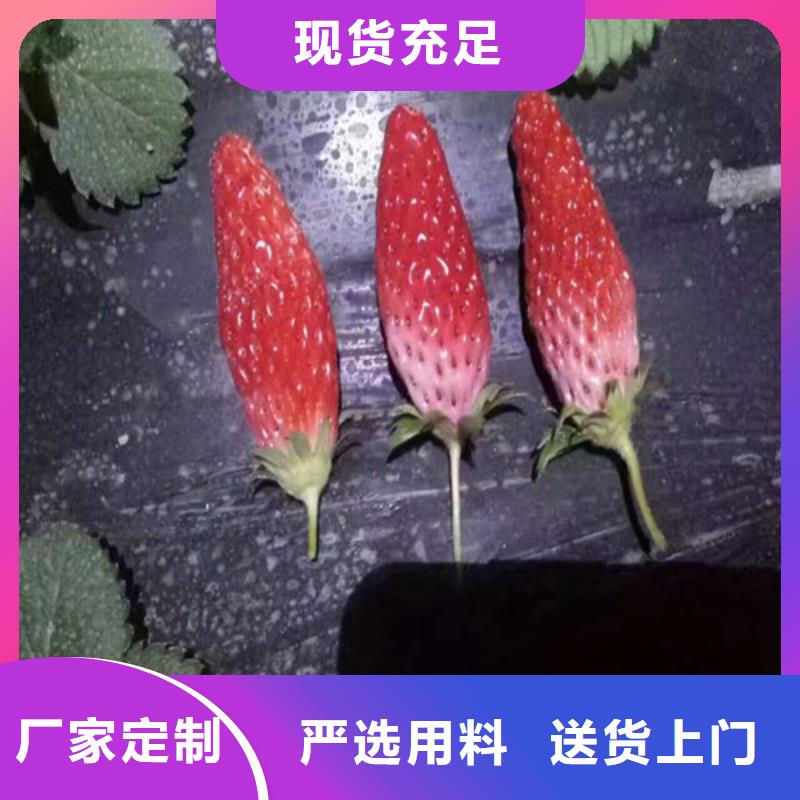 草莓苗樱桃苗优选货源附近供应商