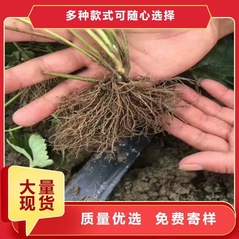 草莓苗苹果苗支持大小批量采购本地制造商