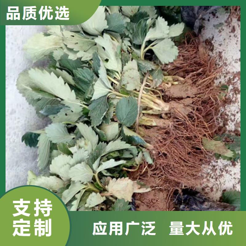 草莓苗无花果树苗用心做好每一件产品用品质说话