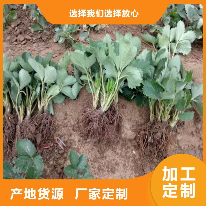 草莓苗果树苗每一处都是匠心制作免费获取报价