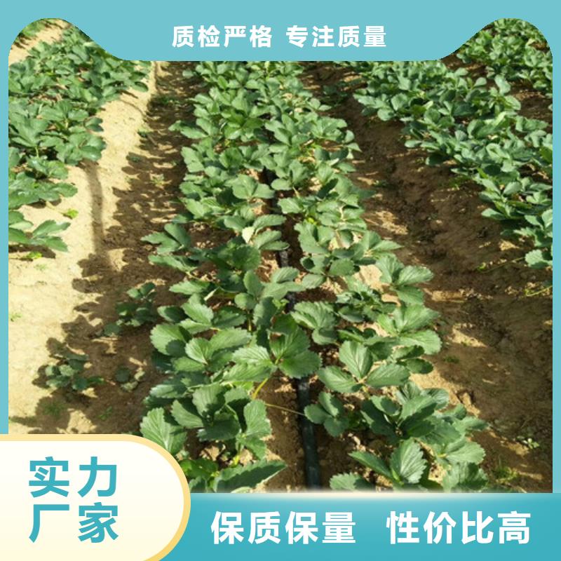 草莓苗果树苗精品选购附近公司