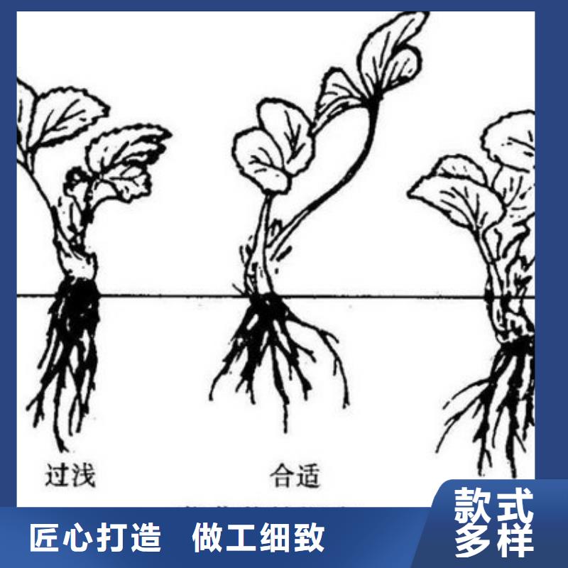 草莓苗草莓苗价格源头厂家厂家直营