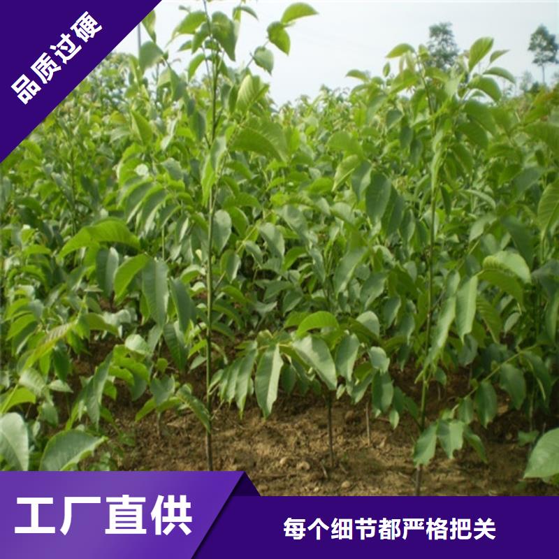 核桃苗桃树苗基地严格把控质量技术先进