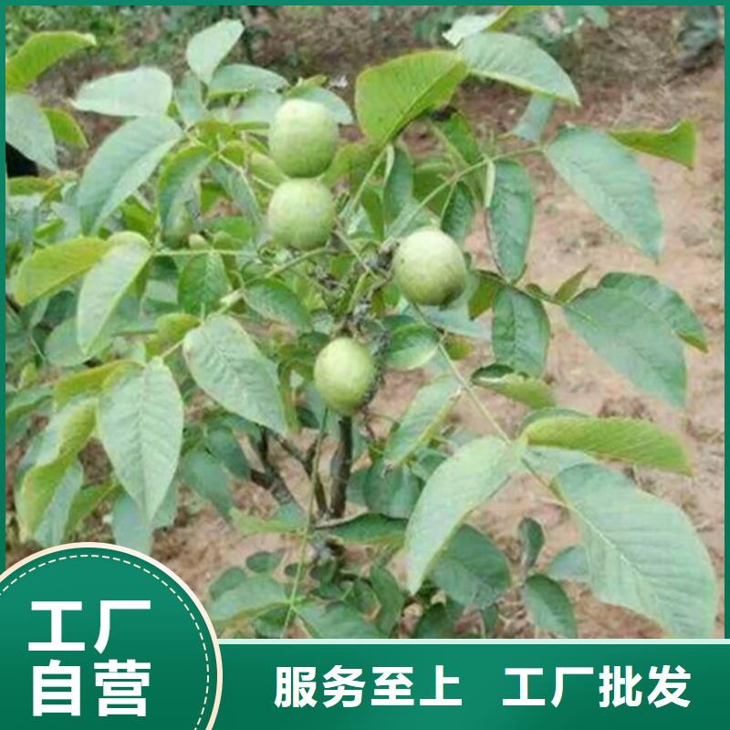 核桃苗-大棚草莓苗用心提升细节厂家直接面向客户