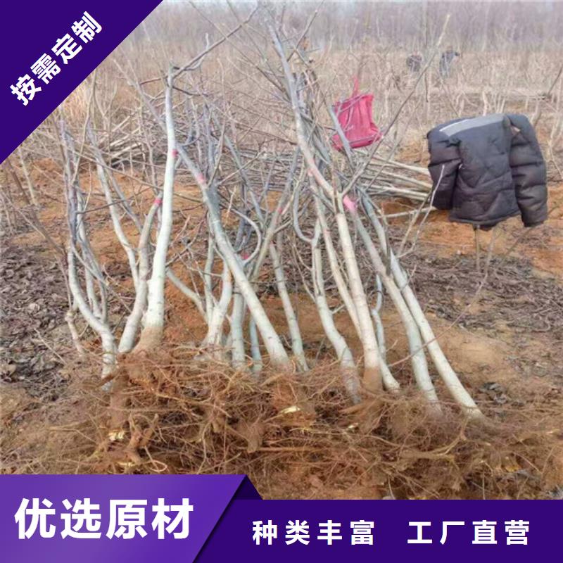 清香核桃苗种植地区用好材做好产品