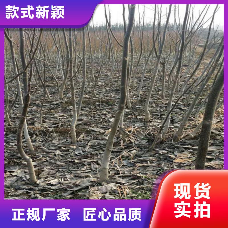 核桃苗【黄金苹果树苗】源头直供当地公司