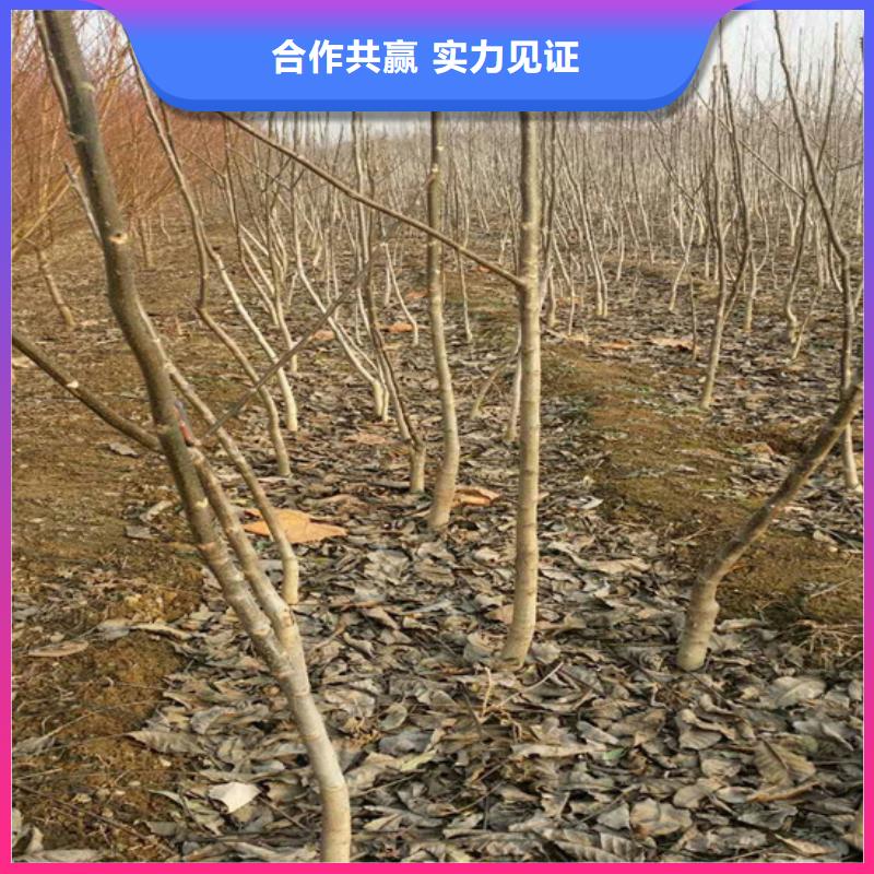 核桃苗桃树苗基地工期短发货快源头厂家量大价优