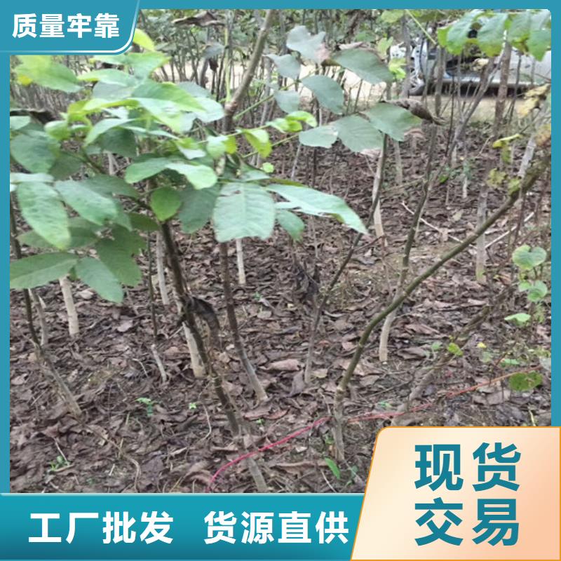 核桃苗,【蓝莓苗】价格实惠工厂直供同行低价