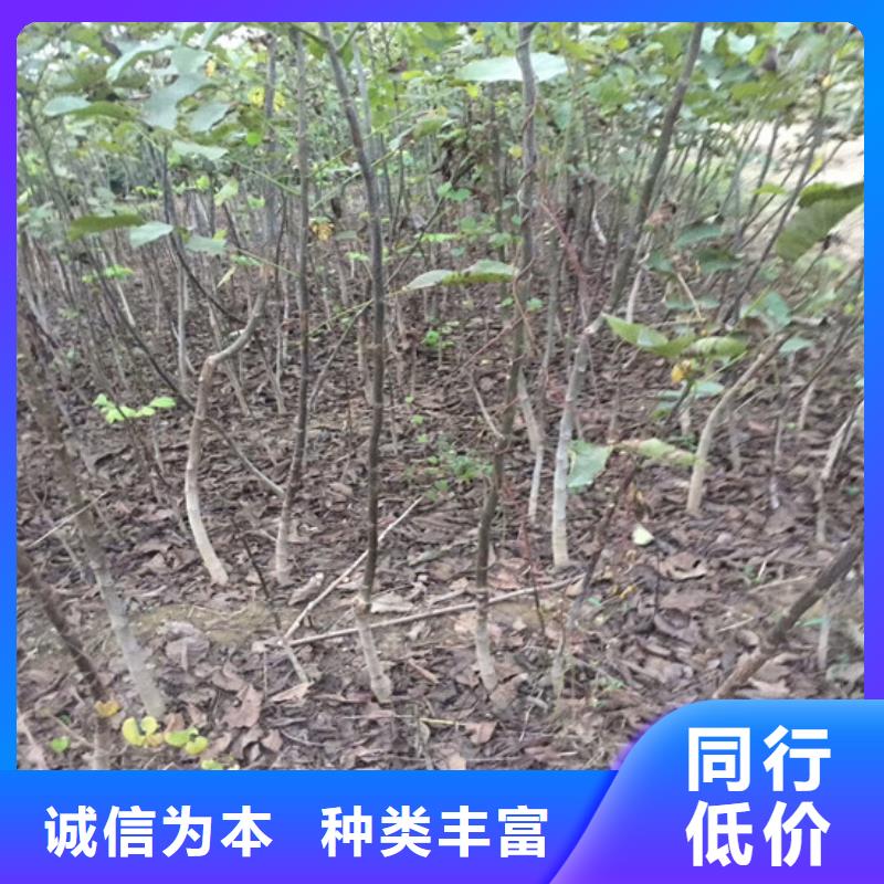 红皮核桃苗种植品种选择品质可靠