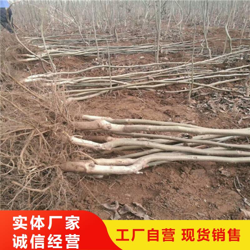 核桃苗珍珠枣油桃树苗批发货源来图加工定制