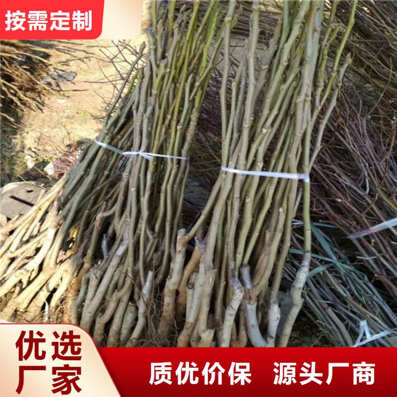 核桃苗桃树苗基地保质保量品质可靠