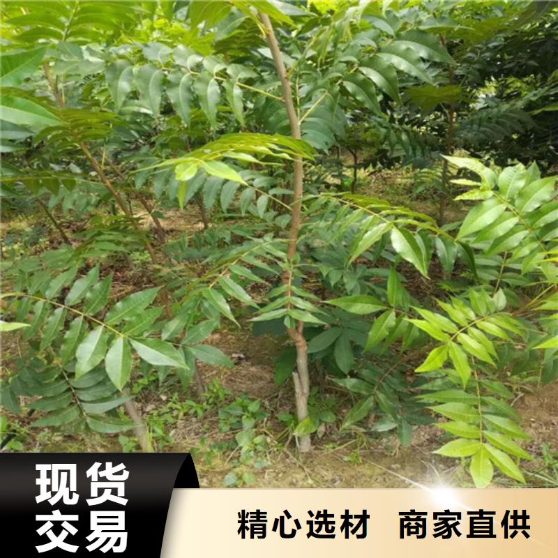 核桃苗大棚草莓苗厂家大量现货自营品质有保障