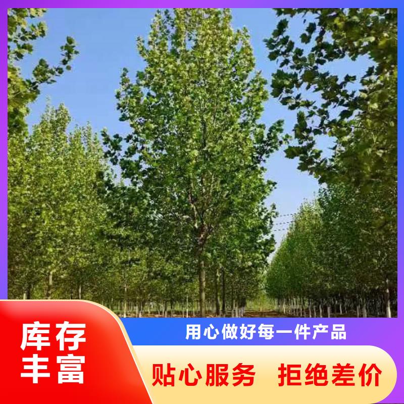 法桐小苗种植基地法桐品牌专营