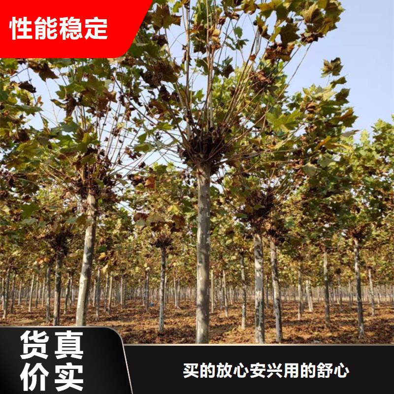 造型法桐质量放心法桐追求品质