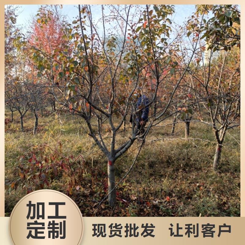 法桐小苗种植基地绿化乔木卓越品质正品保障