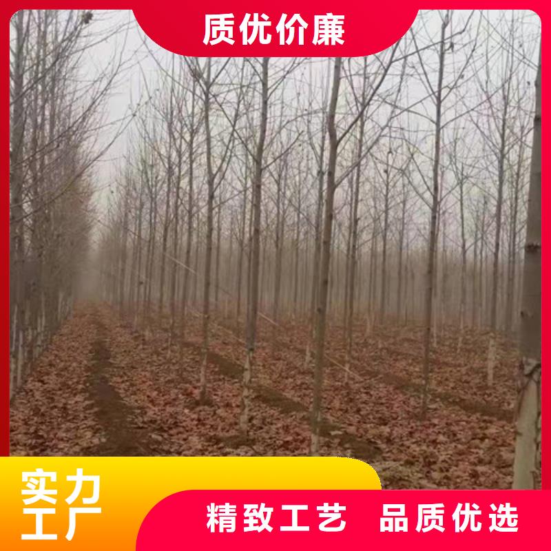 法桐种植基地绿化苗木认准大品牌厂家