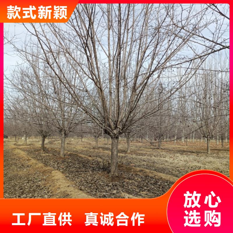 法桐价格种植基地绿化苗木值得买