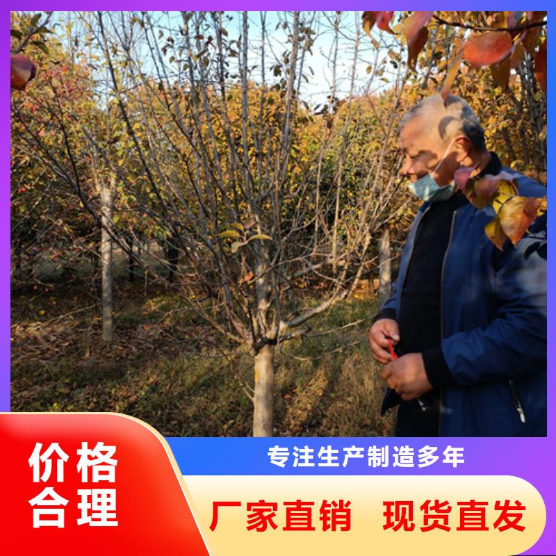 法桐行情厂家，发货快同城公司