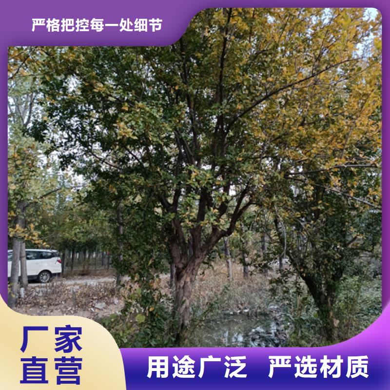 法桐小苗-加工厂家本地生产厂家