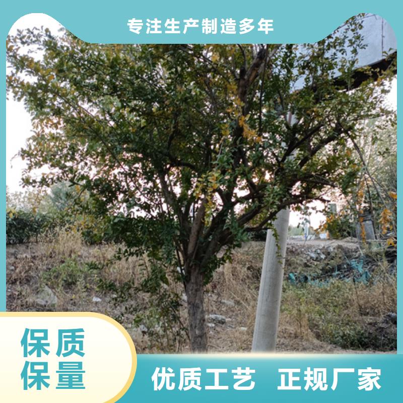 法桐种植基地苗木基地真实拍摄品质可靠