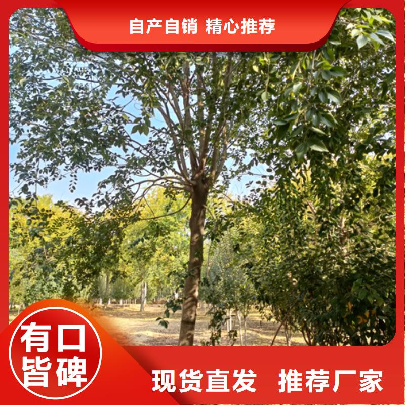 法桐小苗种植基地绿化苗木产地批发