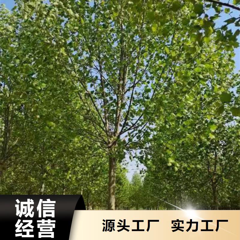 法桐行情放心购买绿化乔木精心选材