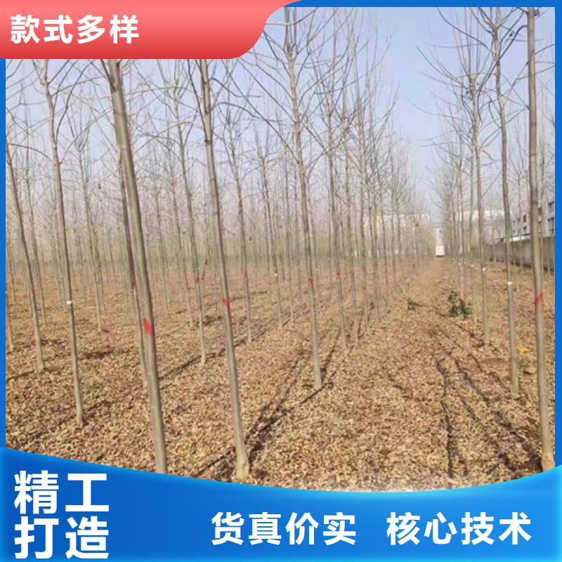 造型法桐厂家直销-翌昊苗木种植基地应用领域