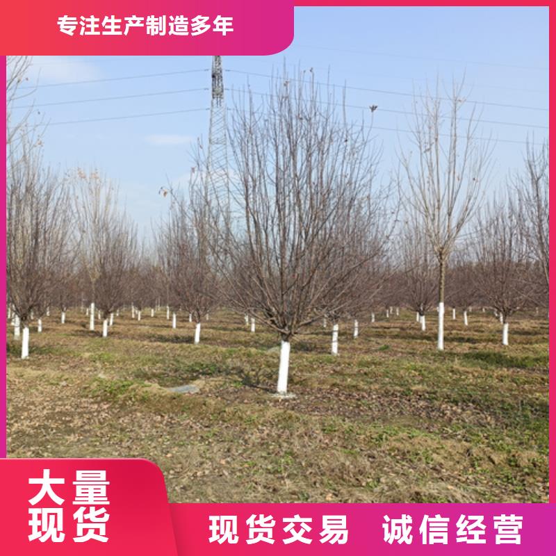 造型法桐种植基地绿化乔木多年行业经验