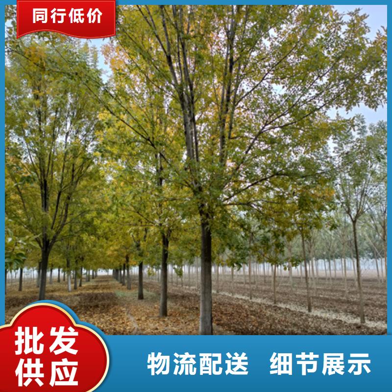 法桐价格种植基地绿化苗木品质保证