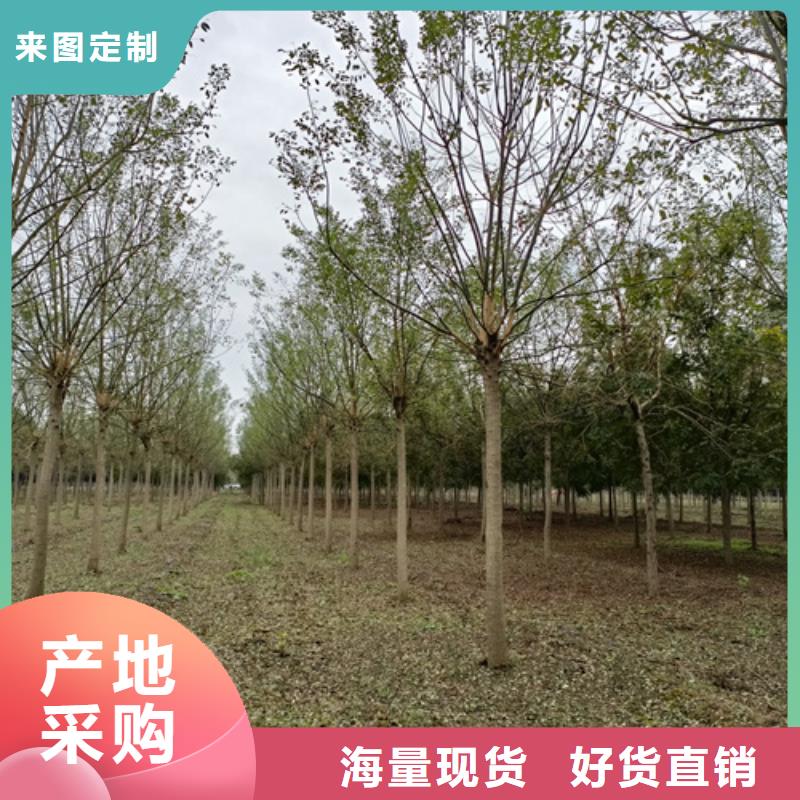 买造型法桐到翌昊苗木种植基地订制批发