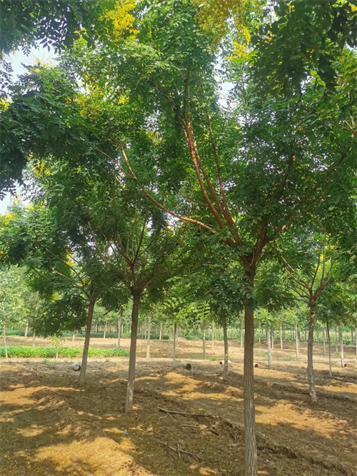 法桐小苗种植基地绿化苗木市场行情