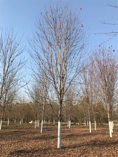 法桐种植基地绿化苗木快捷物流