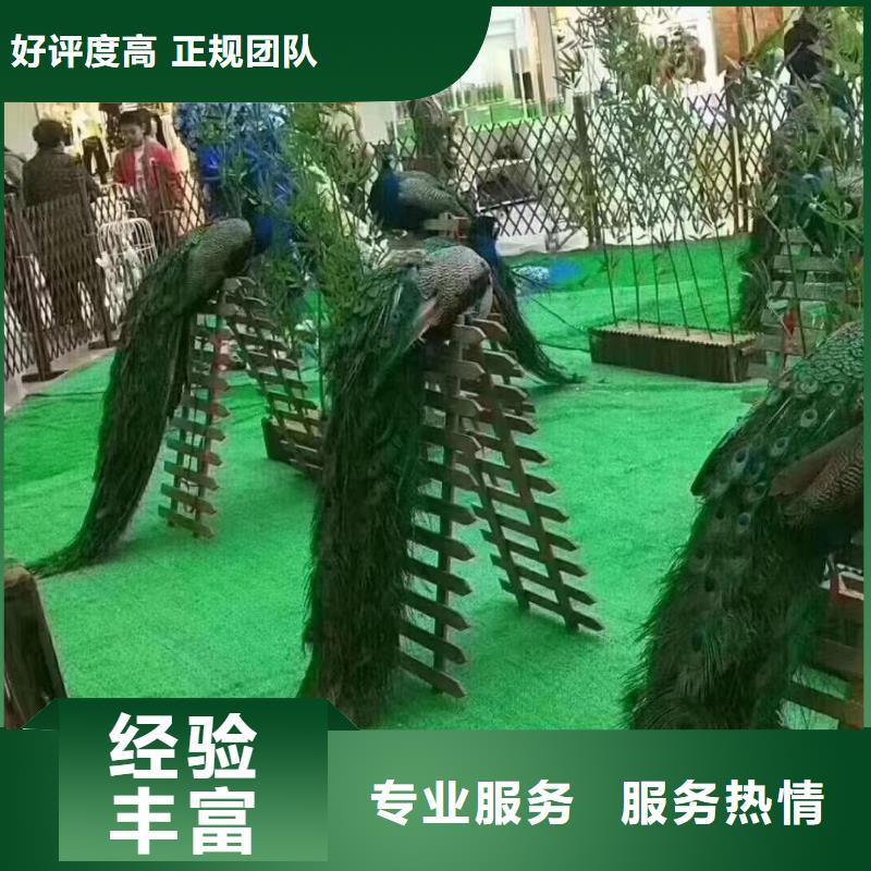 萌宠动物展租赁暖场活动专业