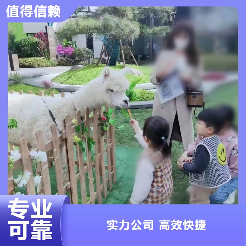 环球飞车表演出租点击查看价格美丽