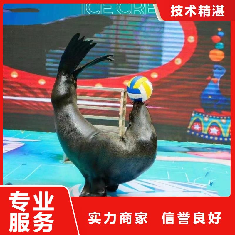 海洋生物展租赁服务贴心当地制造商